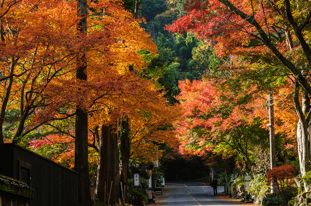 紅葉