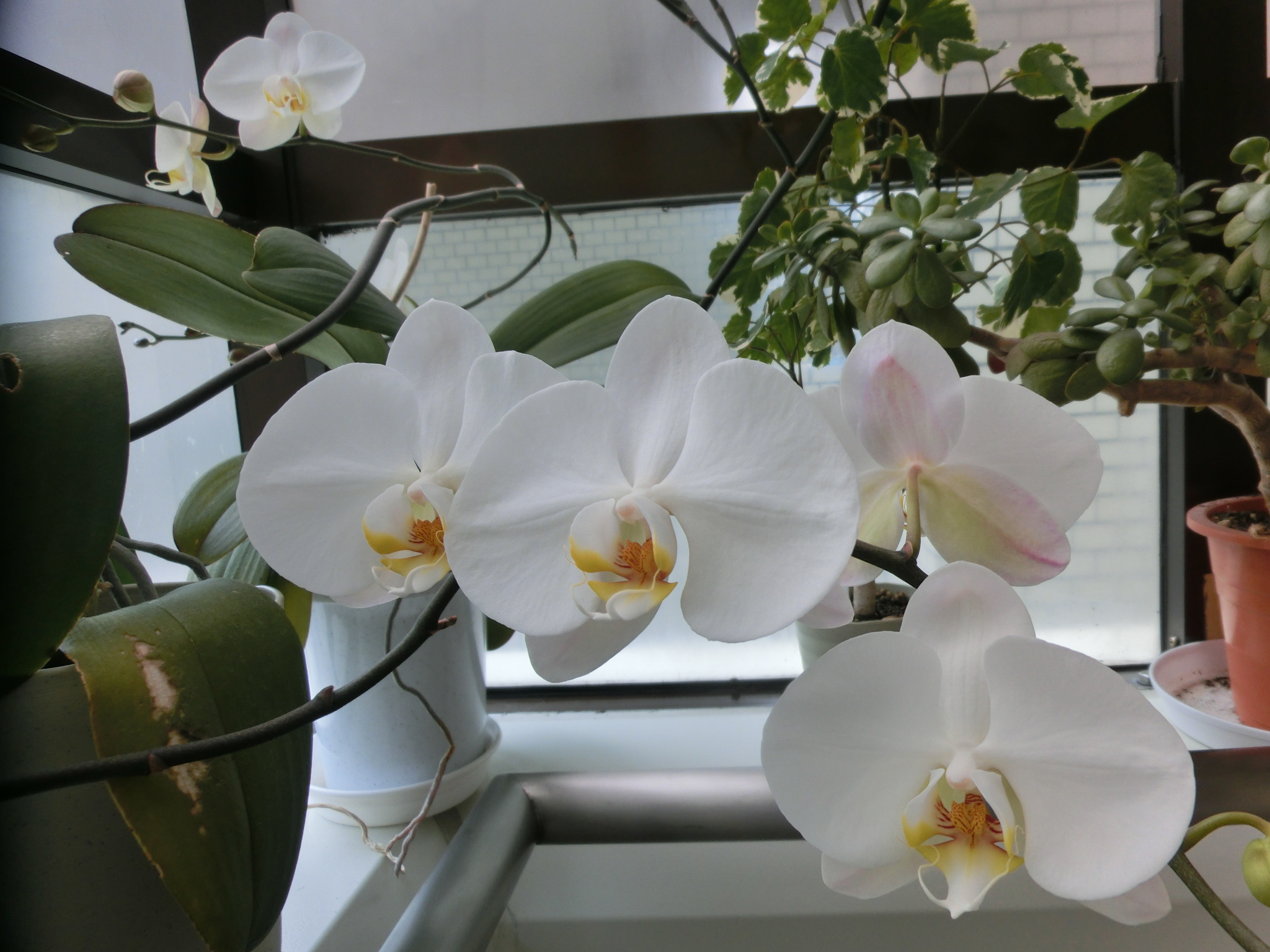 お知らせ 介護付有料老人ホーム ネオ サミット 大和ハウスグループ 公式