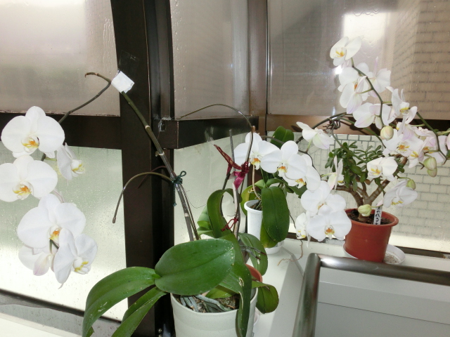 お知らせ 介護付有料老人ホーム ネオ サミット 大和ハウスグループ 公式